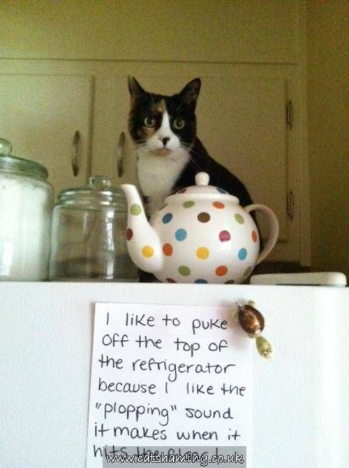 Cat humor