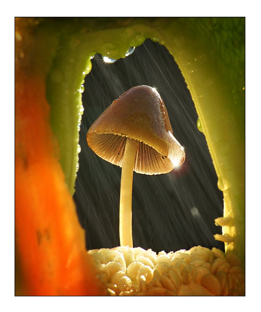 DPC Winner - DPC #247 'Fungi'