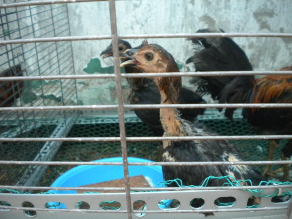 bán hoặc giao lưu 4 mái peru lai mỹ - 5