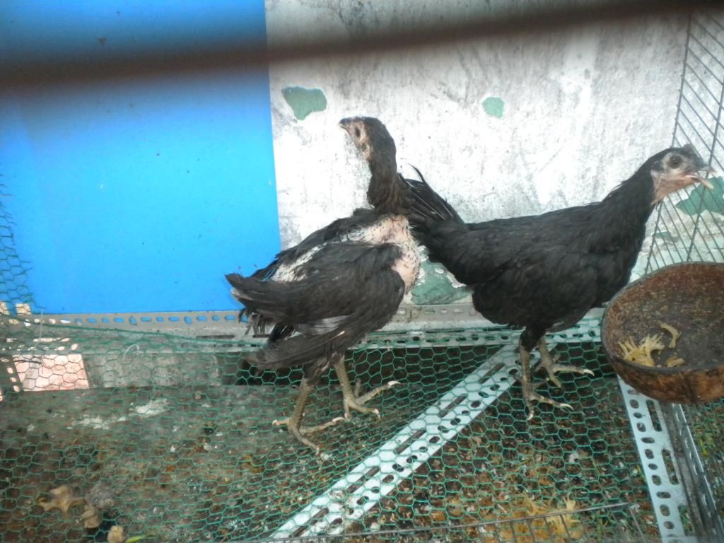 bán hoặc giao lưu 4 mái peru lai mỹ - 1