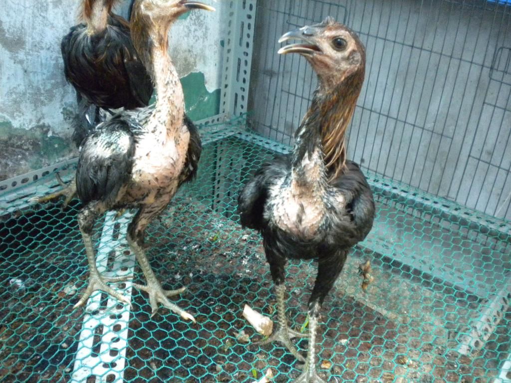 bán hoặc giao lưu 4 mái peru lai mỹ