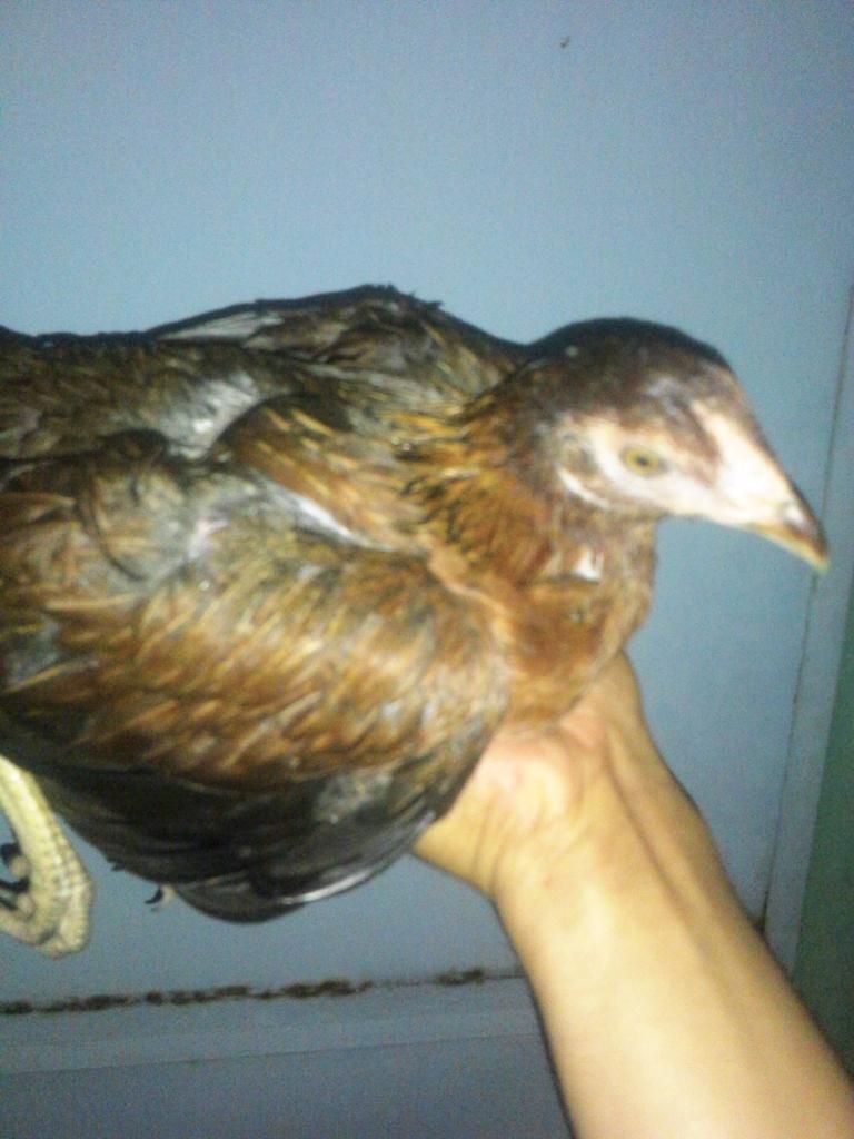 CẦn mua gà mái tre lai 50->f1 mĩ sial peru cũng được - 1