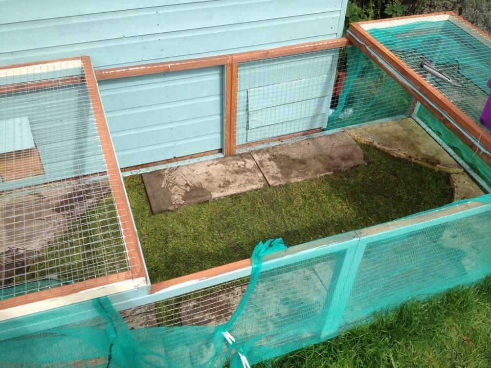 Advice needed asap! Bonded Bunnies fighting! Help! Rabbits United