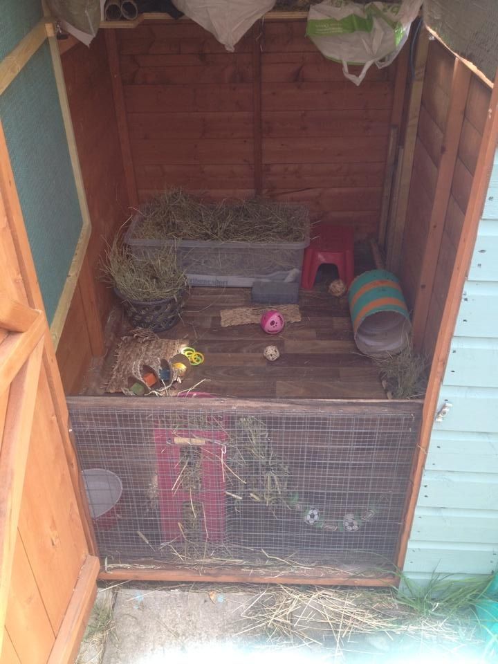 Advice needed asap! Bonded Bunnies fighting! Help! Rabbits United