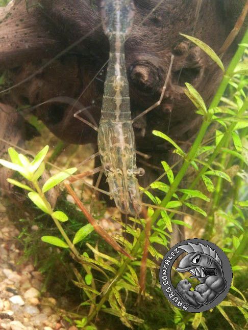 Acuarismo, Ficha camaron Macrobrachium borellii - Taringa!